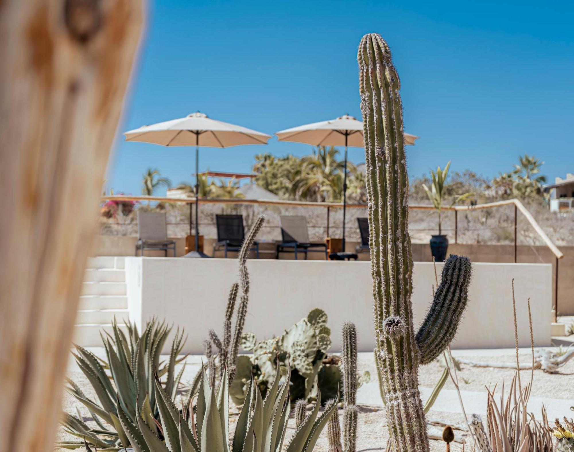 Hotel Baja Temple à Todos Santos Extérieur photo